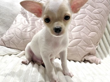 AKRI Chihuahua piesek krótkowłosy-1