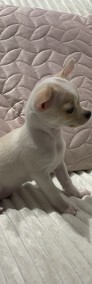 AKRI Chihuahua piesek krótkowłosy-3