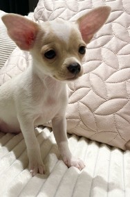 AKRI Chihuahua piesek krótkowłosy-2
