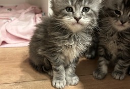 Kociaki Maine Coon