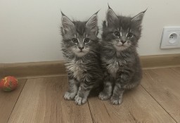 Kociaki Maine Coon