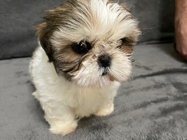 Shih tzu szuka domu-1