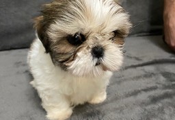 Shih tzu szuka domu