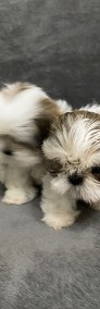 Shih tzu szuka domu-3