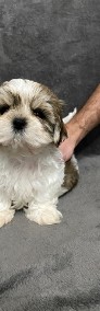 Shih tzu szuka domu-4