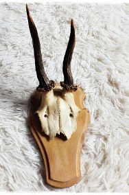Poroże nr8 młodego jelenia z czaszką Rogi dł.16cm Trofeum-2