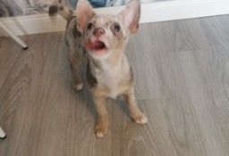 Chihuahua suczka merle do odbioru 