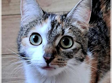 Sami - śliczna kotka o mądrym spojrzeniu-1