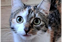 Sami - śliczna kotka o mądrym spojrzeniu