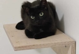 Trzepusia - miziasta czarnulka - młoda kotka Głogów