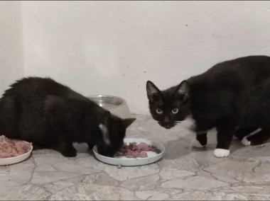Trzepusia - miziasta czarnulka - młoda kotka Głogów-2