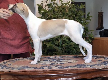 Chart angielski whippet-1