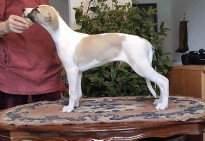 Chart angielski whippet