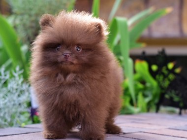 Szpic miniaturowy pomeranian czekoladowy-1