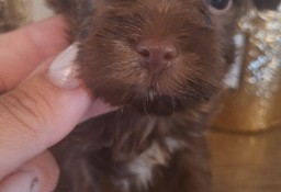 Yorkshire Terrier czekoladowy