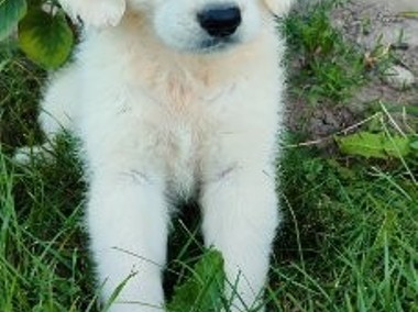 Szczeniak golden retriever gotowy do odbioru-1