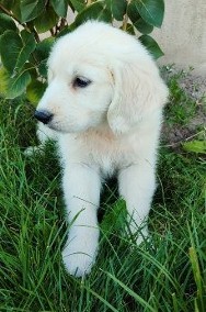 Szczeniak golden retriever gotowy do odbioru-2