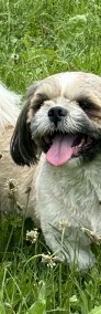 Piesek shih-tzu ZKwP/FCI-3