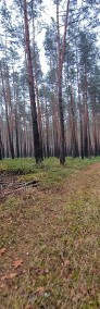 Działka leśna-3