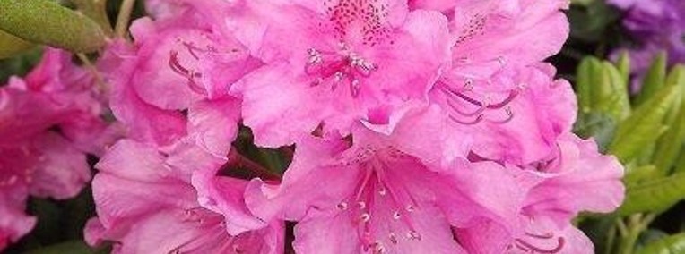 Różanecznik 'Haaga/Rhododendron 'Haaga C5 -1