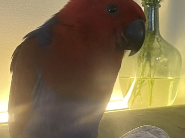 Lora Wielka/ Barwnica/ Eclectus-1