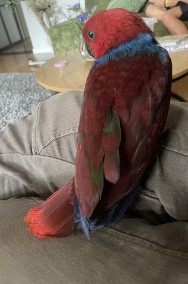 Lora Wielka/ Barwnica/ Eclectus-2