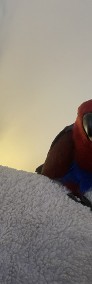 Lora Wielka/ Barwnica/ Eclectus-3