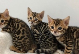 Kocięta Bengal Cats whataspp (+34 622 18 50 90)