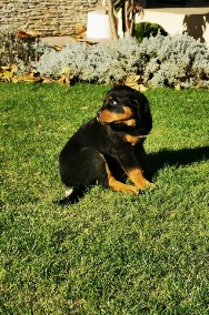 szczeniaki rottweilera-2