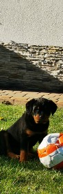 szczeniaki rottweilera-3