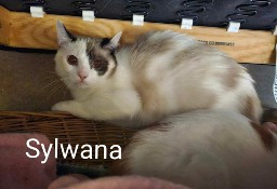 Sylwana wróciła z adopcji i czeka na dom na dokocenie