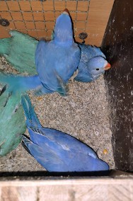 Papugi  Aleksandretty szkarłatki i inne-2
