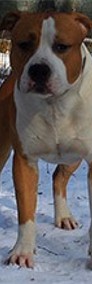 AMSTAFF - American Stafordshire Terrier -ZKwP- KRYCIE REPRODUKTOR -Guardian Team-3