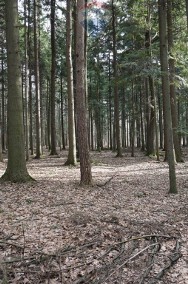 Działka leśna Budzów, powiat suski, małopolska-2
