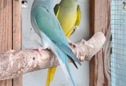 Papugi aleksandretty obrożne 