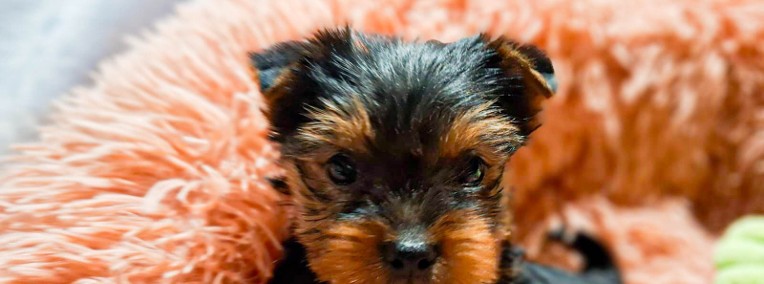 yorkshire terrier filigranowy samiec-1