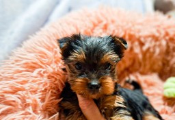 yorkshire terrier filigranowy samiec