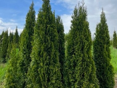 THUJA SMARAGD 220-250CM TUJA SZMARAGD 220-250CM CENA PROMOCYJNA! DOSTAWA GRATIS!-1