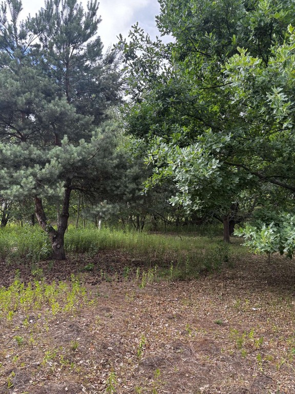 Działka budowlana Borzęcin Duży - Widok 6