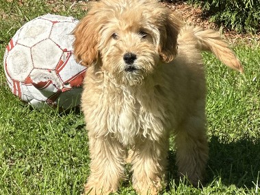 Mini goldendoodle F1b piesek-1