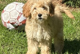 Mini goldendoodle F1b piesek