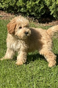 Mini goldendoodle F1b piesek-2