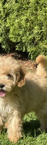 Mini goldendoodle F1b piesek-3