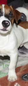 Jack Russell Terrier - rodowodowe szczenięta FCI-4