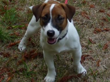 Jack Russell Terrier - rodowodowe szczenięta FCI-1