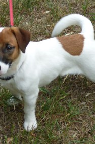 Jack Russell Terrier - rodowodowe szczenięta FCI-2