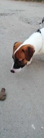Jack Russell Terrier - rodowodowe szczenięta FCI-3