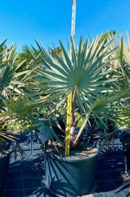 Palma Bismarckia Srebrna  Palmy egzotyczne tropikalne Drzewa do Ogrodu Rośliny-2