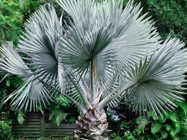 Palma Bismarckia Srebrna  Palmy egzotyczne tropikalne Drzewa do Ogrodu Rośliny-1