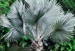 Palma Bismarckia Srebrna  Palmy egzotyczne tropikalne Drzewa do Ogrodu Rośliny